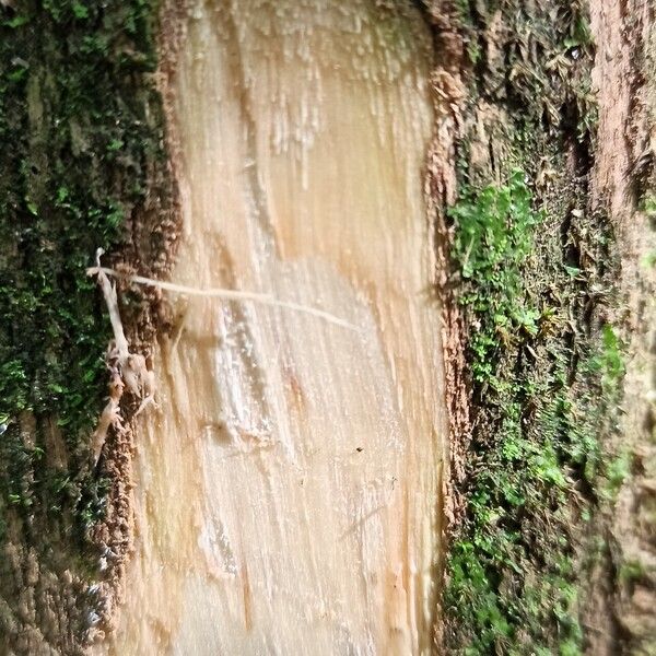 Tricalysia pallens 樹皮