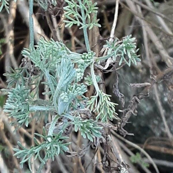 Artemisia abrotanum ഇല