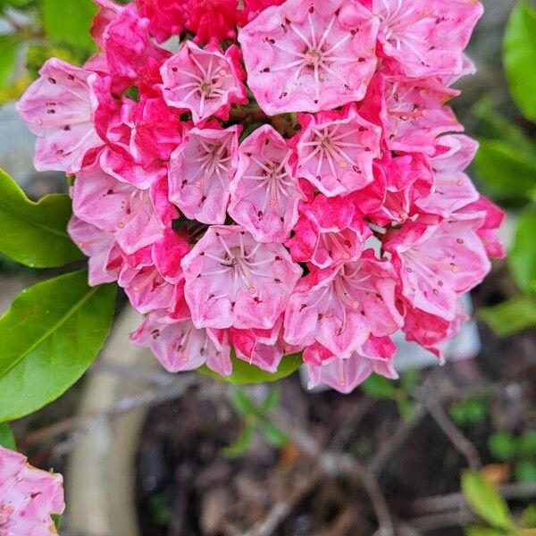 Kalmia latifolia Flors