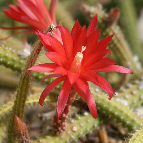 Aporocactus martianus Flower