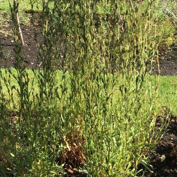 Oenothera stricta Folha