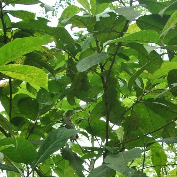 Ficus fistulosa Blad