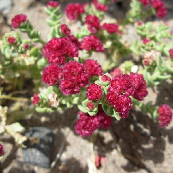 Rhodiola integrifolia ᱵᱟᱦᱟ