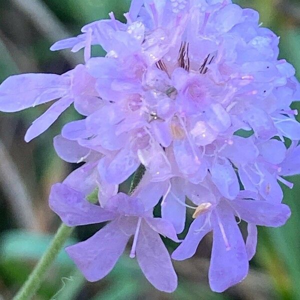 Scabiosa triandra Žiedas