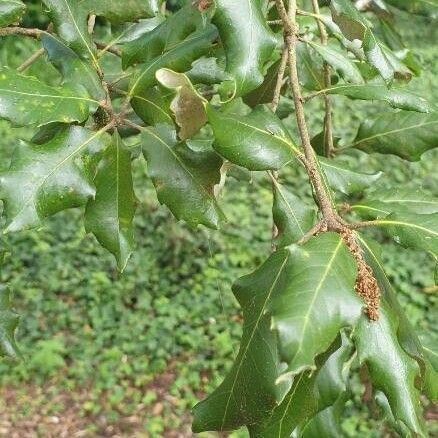 Quercus faginea Hoja