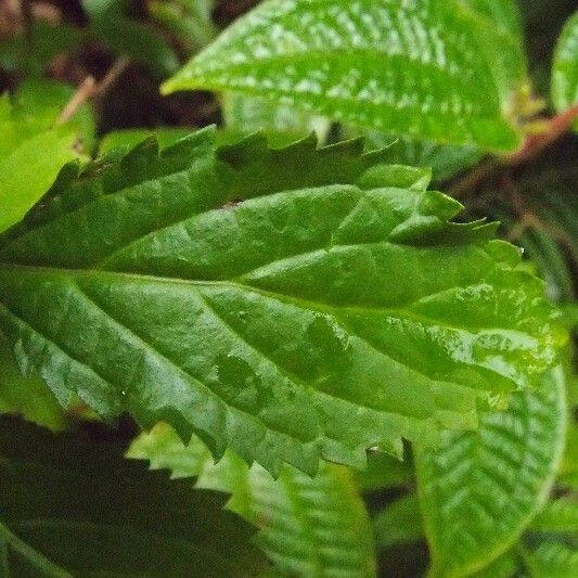 Stachytarpheta urticifolia Folha