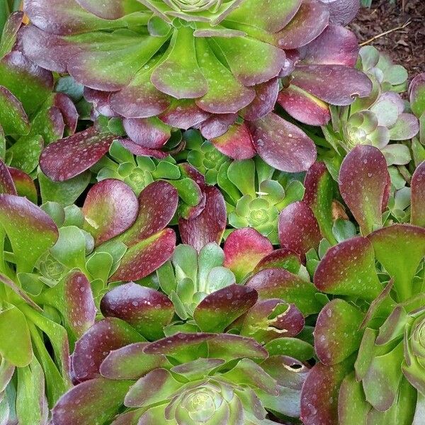 Aeonium arboreum Blad