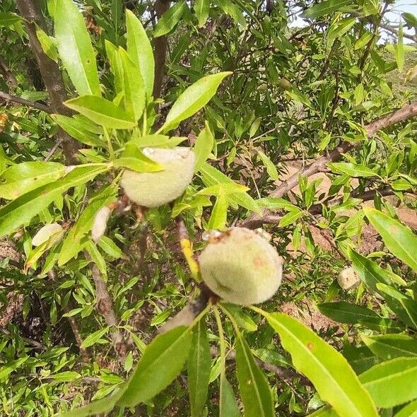 Prunus dulcis Плод