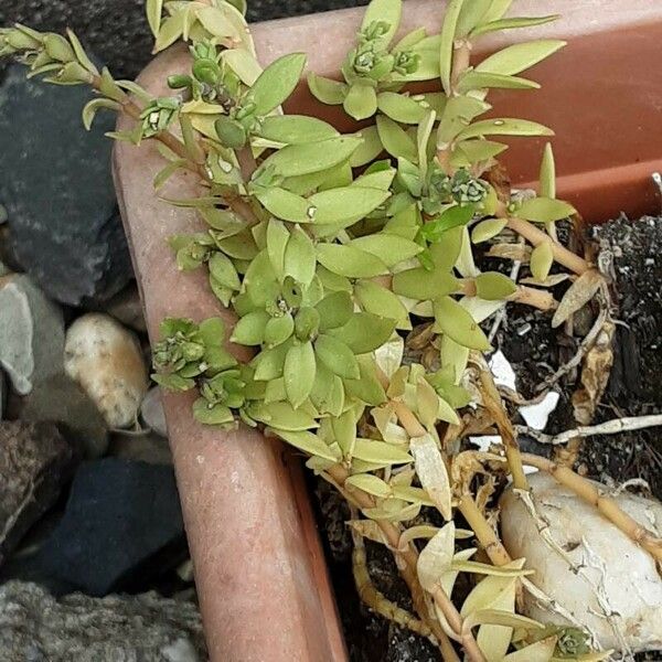 Sedum sarmentosum Feuille