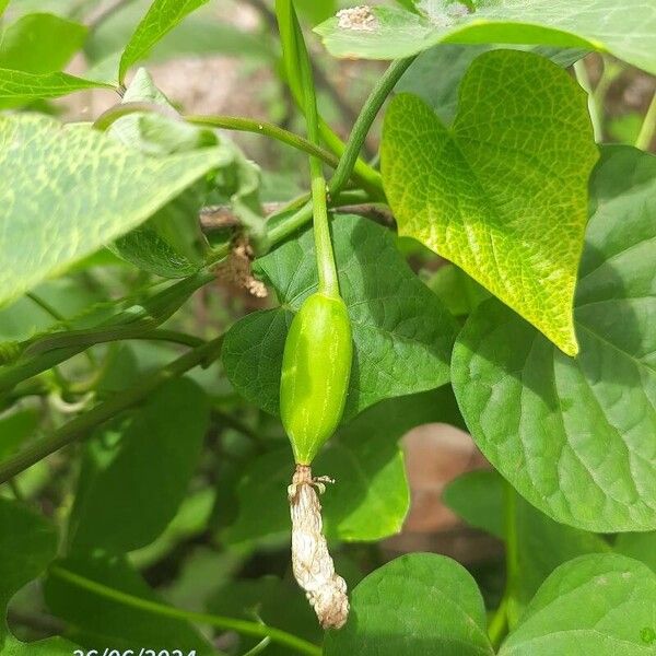 Coccinia grandis Fruit