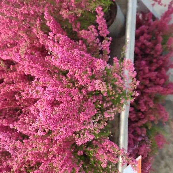 Erica gracilis Flower