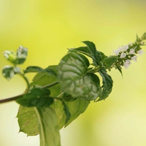 Mentha spicata Ліст