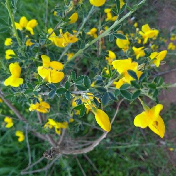 Cytisus scoparius Квітка