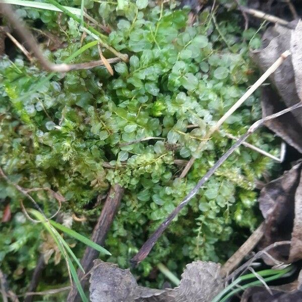 Asplenium viride Hoja