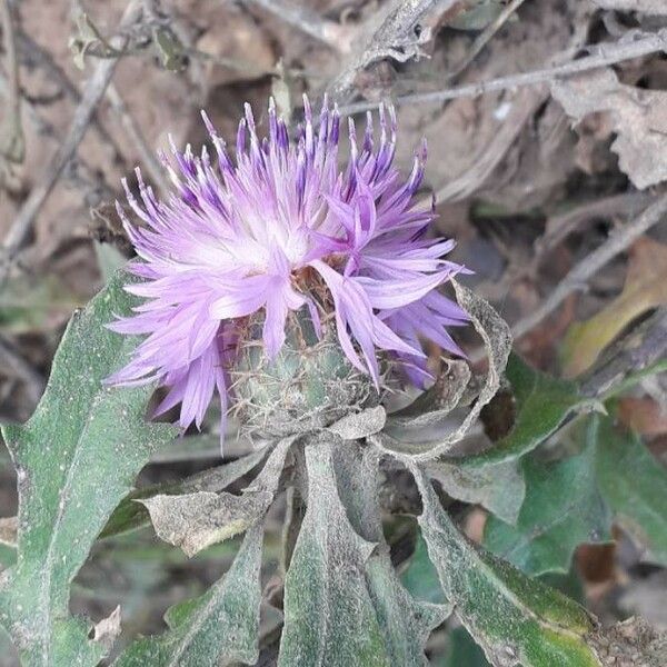 Centaurea aspera 花