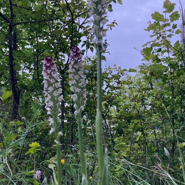 Neotinea ustulata Blomma