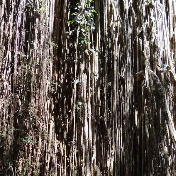 Ficus virens Bark