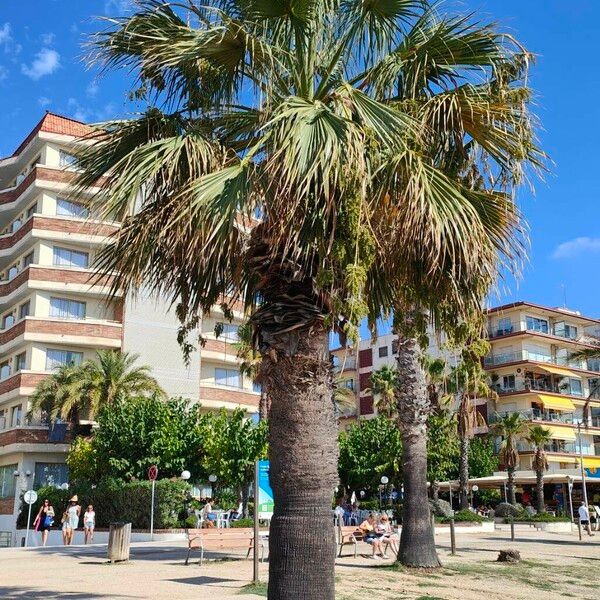 Washingtonia filifera Lapas