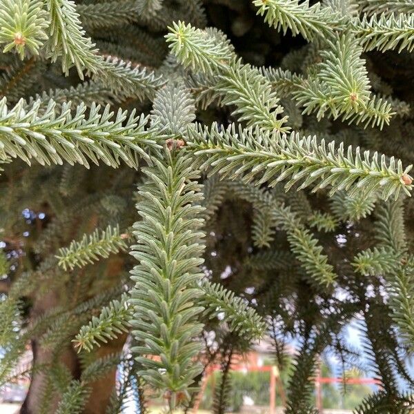 Abies pinsapo Leaf