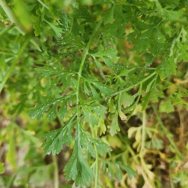 Lepidium sativum Лист