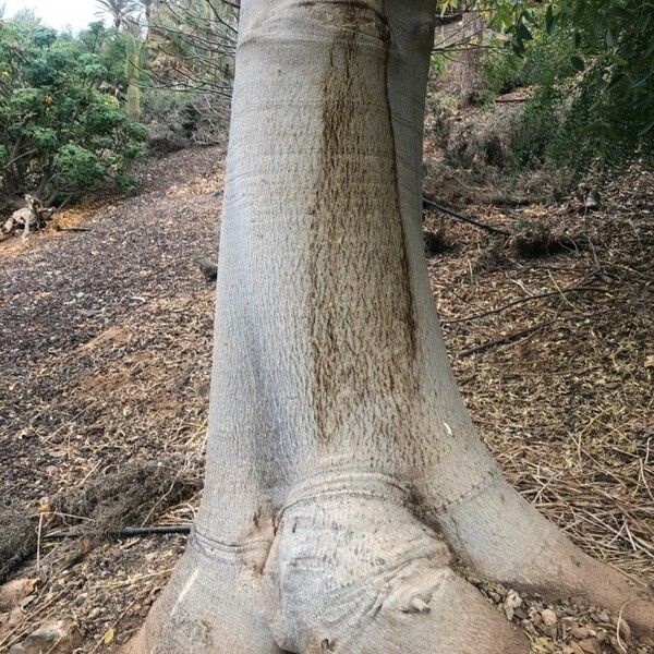 Moringa drouhardii Bark