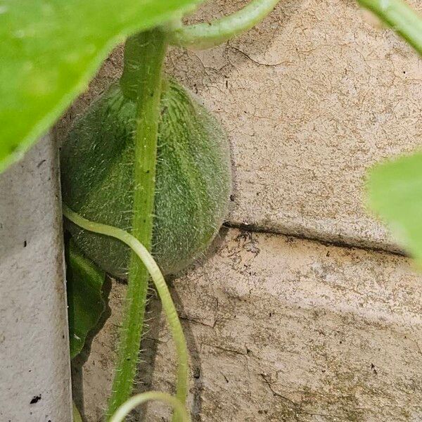 Cucumis melo ഫലം