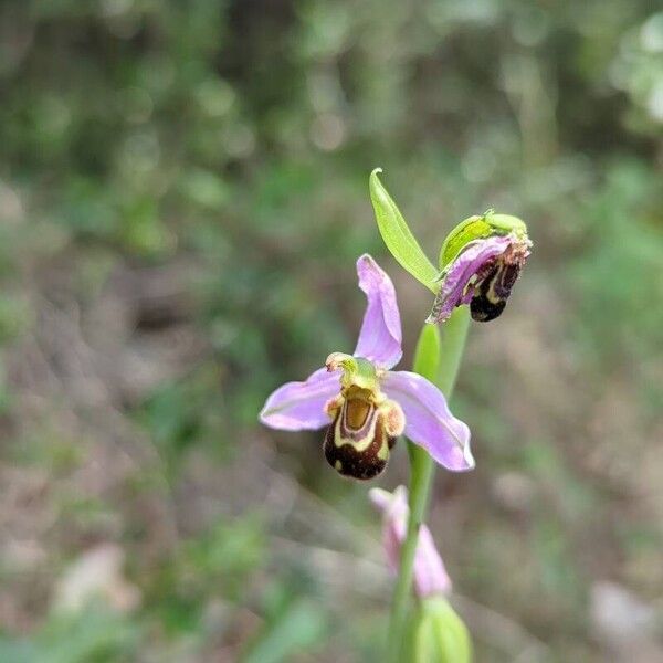 Ophrys apifera Flower