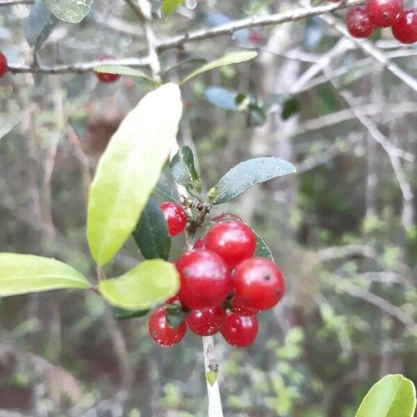 Ilex vomitoria 果