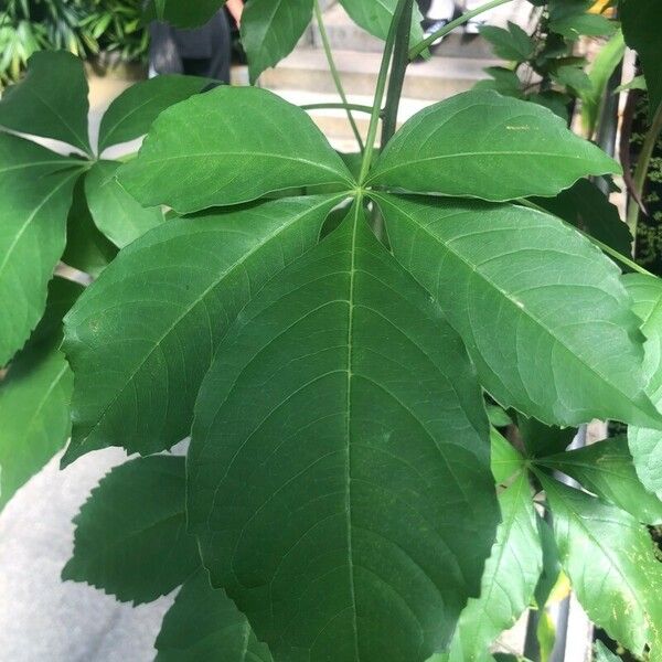 Adansonia digitata Deilen