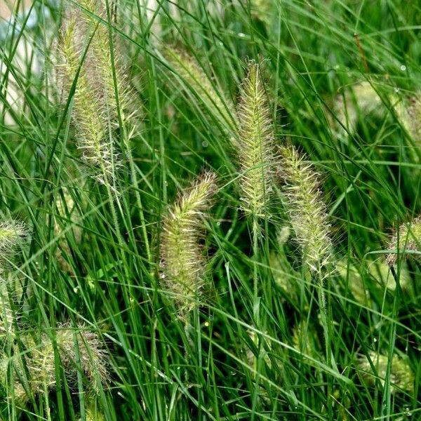 Cenchrus alopecuroides Folha