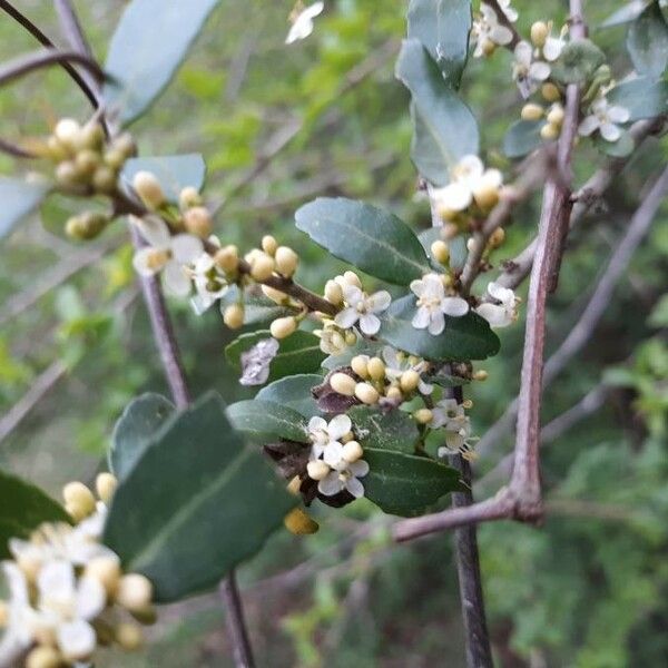 Ilex vomitoria Květ