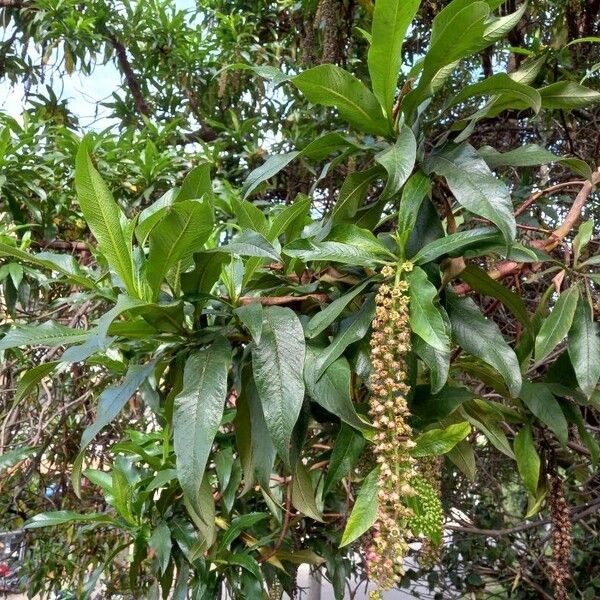 Escallonia pendula Gyümölcs