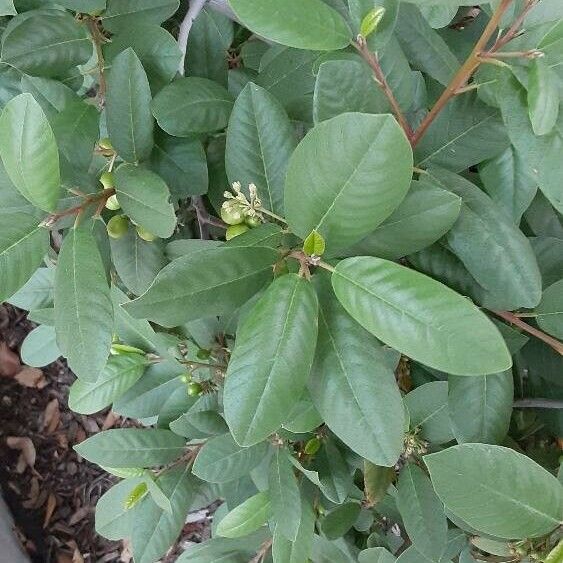 Frangula californica Leaf