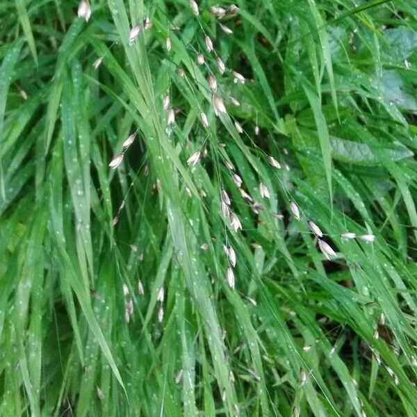 Melica uniflora 花