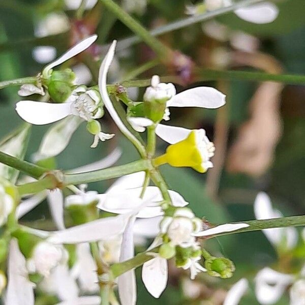 Euphorbia hypericifolia Žiedas