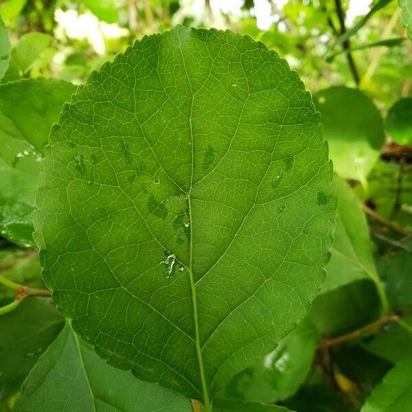 Celastrus orbiculatus Frunză