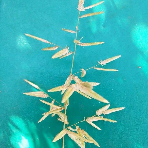 Eragrostis cilianensis Kukka
