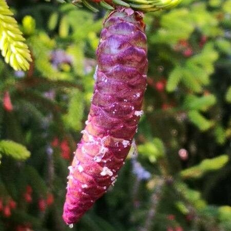 Picea orientalis Ffrwyth