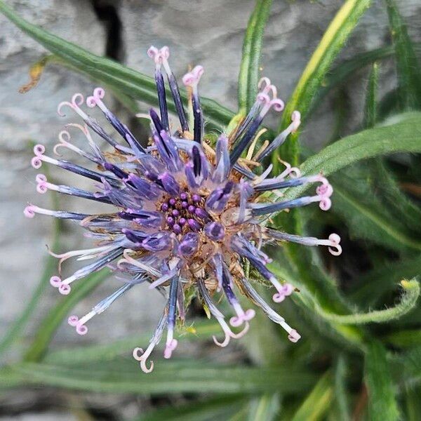 Saussurea alpina Flower