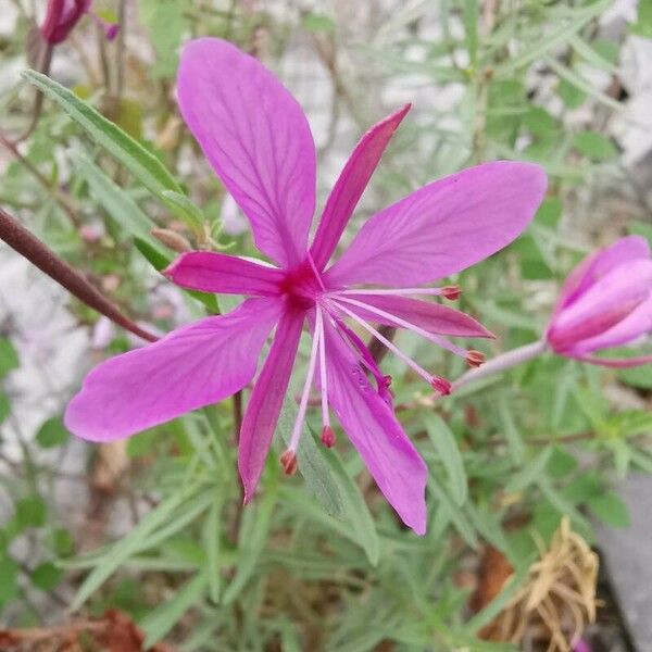 Epilobium dodonaei Kvet