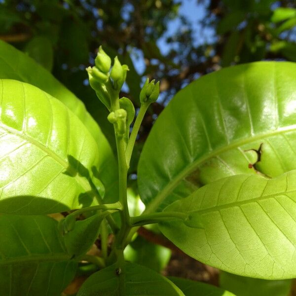 Anacardium occidentale Floro