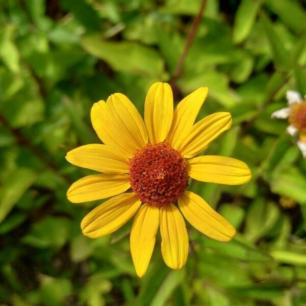 Helianthus pauciflorus Flower