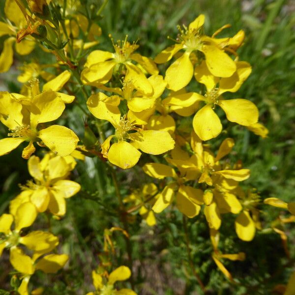 Hypericum elongatum Flor