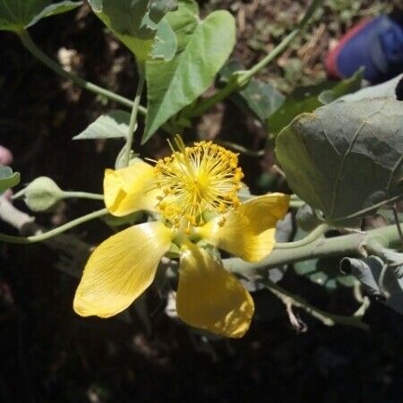 Abutilon exstipulare Кветка