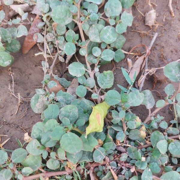 Trianthema portulacastrum Blatt