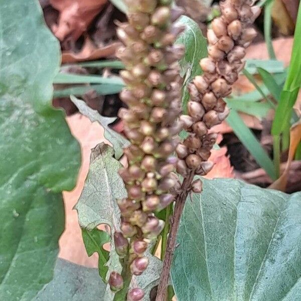 Plantago major Frukto