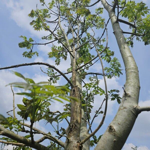 Fraxinus excelsior Habitat