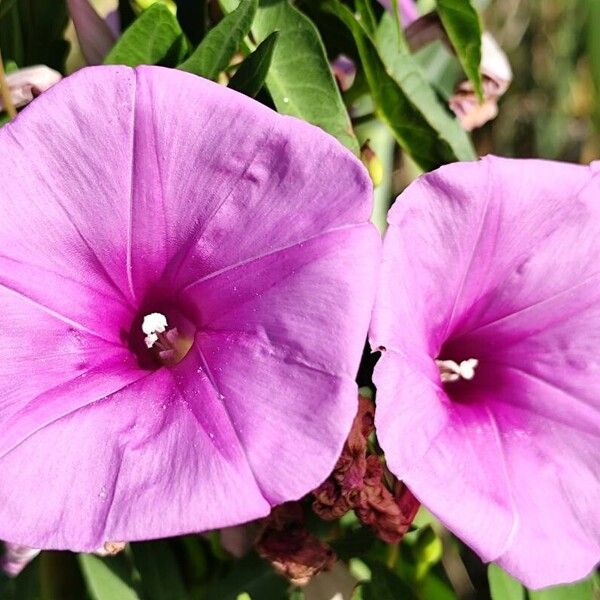 Ipomoea sagittata 花