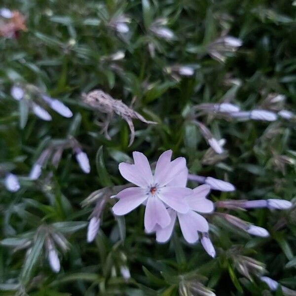 Phlox subulata Λουλούδι