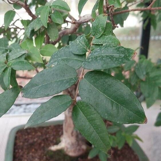 Syzygium paniculatum Hostoa